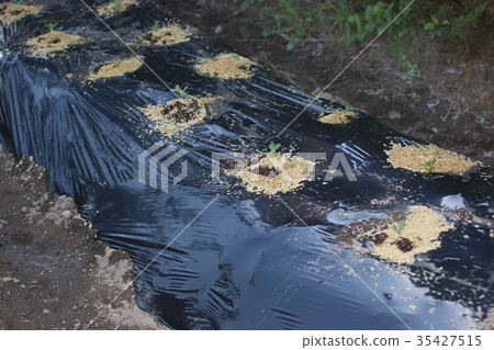 Planted snack pea 35427515