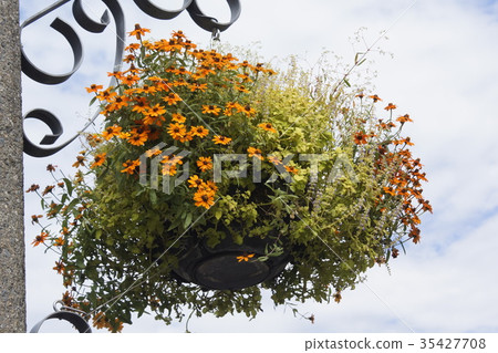 開花植物橙色 35427708