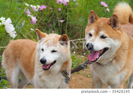 Two Shiba Inu Two Shiba Inu 35428145