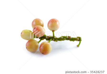 phyllanthus isolated on white background 35428237