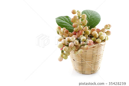phyllanthus isolated on white background 35428239