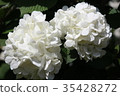 純白色的花 35428272