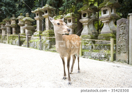 Staring deer 35428308