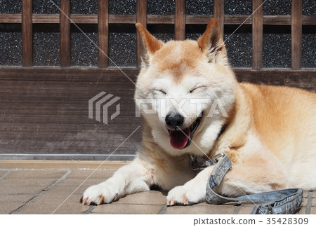 Shiba Inu sitting with a relaxed face 35428309