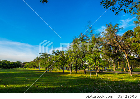 Nature public park with tree and meadow green lawn 35428509