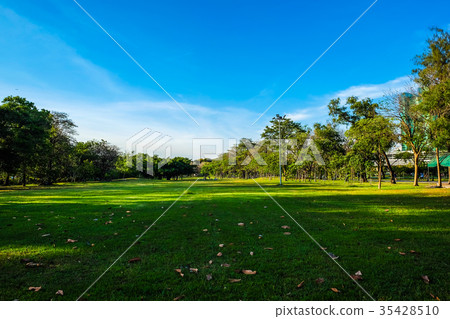Nature public park with tree and meadow green lawn 35428510