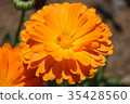 五顏六色的橙色花 35428560