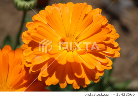 Colorful orange flower Colorful orange flower 35428560