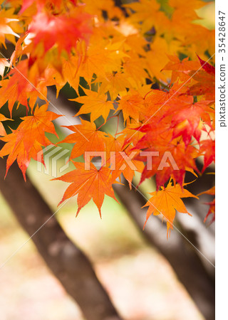 潮濕的樹葉 35428647