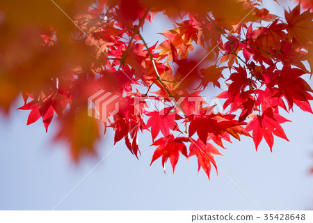 Autumn leaves (empty bag) 35428648