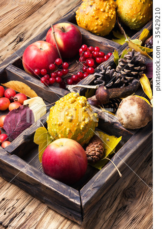 Autumn still life with pumpkin, apple, mushrooms 35429210