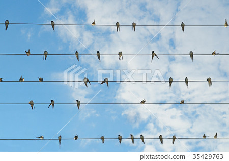 flock of swallows on blue sky 35429763