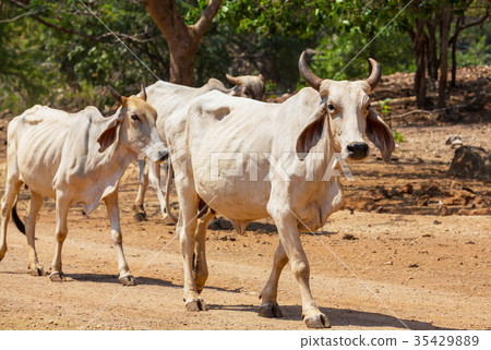 Cow Cow 35429889