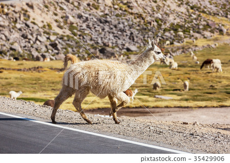 Llama 35429906