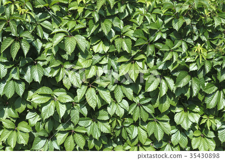 Wild grapes leaves on the wooden fence 35430898