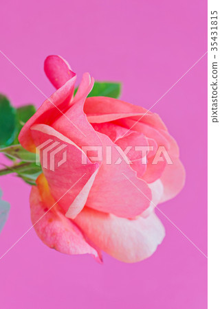 Macro pink rose flower Macro pink rose flower 35431815