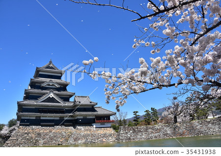 春天國寶珍寶松本城櫻花盛開,湛藍的天空 春天國寶珍寶松本城櫻花盛開,湛藍的天空 35431938