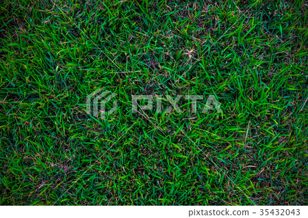 Empty green grass background Empty green grass background 35432043