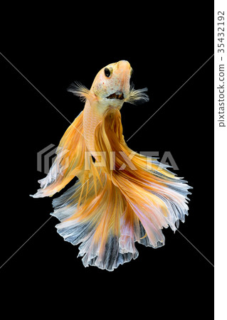Close up art movement of Betta fish Close up art movement of Betta fish 35432192