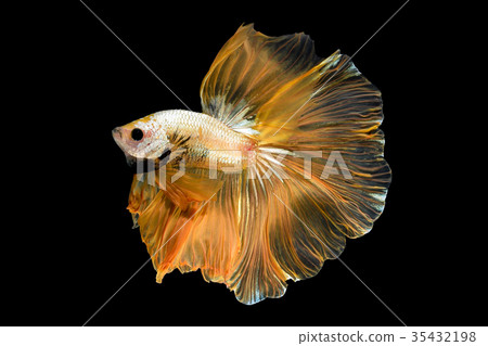 Close up art movement of Betta fish 35432198