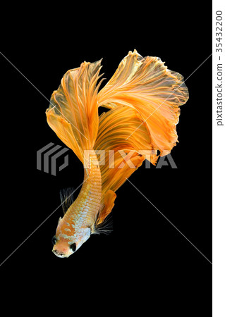 Close up art movement of Betta fish Close up art movement of Betta fish 35432200