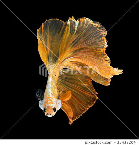 Close up art movement of Betta fish Close up art movement of Betta fish 35432204