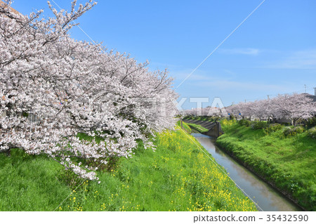 Row of cherry blossom trees in Toyota River Row of cherry blossom trees in Toyota River 35432590