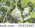 Closeup of eggplants or solanum laciniatum. 35432665