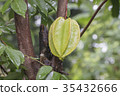 Star fruit hanging on a tree.Carambola tree 35432666