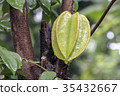 Star fruit hanging on a tree.Carambola tree 35432667