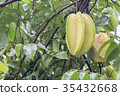 Star fruit hanging on a tree.Carambola tree 35432668
