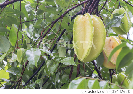 Star fruit hanging on a tree.Carambola tree Star fruit hanging on a tree.Carambola tree 35432668