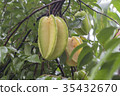 Star fruit hanging on a tree.Carambola tree 35432670