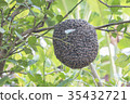 Close up of bees on honeycomb with lemon tree 35432721