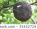 Close up of bees on honeycomb with lemon tree 35432724