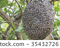 Close up of bees on honeycomb with lemon tree. 35432726