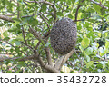 Close up of bees on honeycomb with lemon tree. 35432728