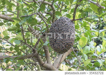Close up of bees on honeycomb with lemon tree. Close up of bees on honeycomb with lemon tree. 35432728