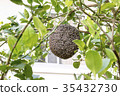 Close up of bees on honeycomb with lemon tree. 35432730