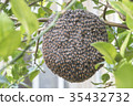 Close up of bees on honeycomb with lemon tree. 35432732