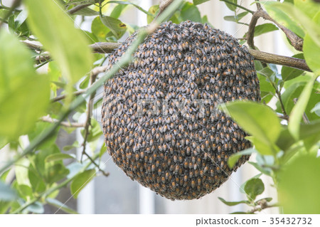 Close up of bees on honeycomb with lemon tree. 35432732