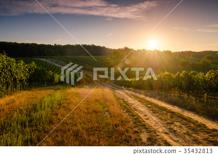 Vineyards at sunset, Czech republic Vineyards at sunset, Czech republic 35432813