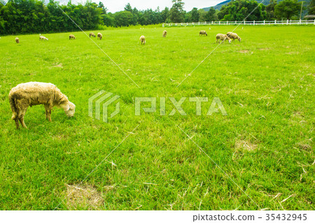 Sheep on grasslands. Sheep on grasslands. 35432945
