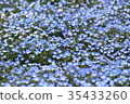藍色花園 35433260