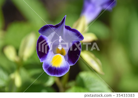 Torenia Torenia 35433383
