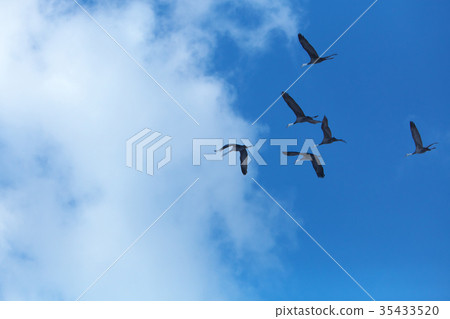 八代起重機 35433520