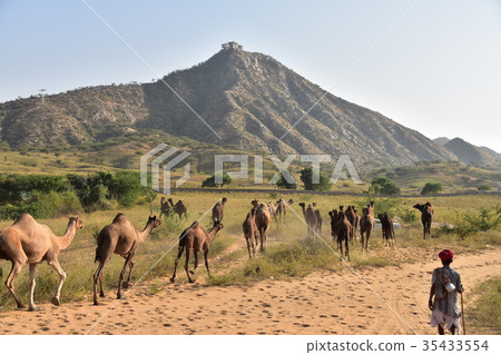 印度普什卡的駱駝節印度教寺廟在山頂與牧群和駱駝群移動沙丘 印度普什卡的駱駝節印度教寺廟在山頂與牧群和駱駝群移動沙丘 35433554