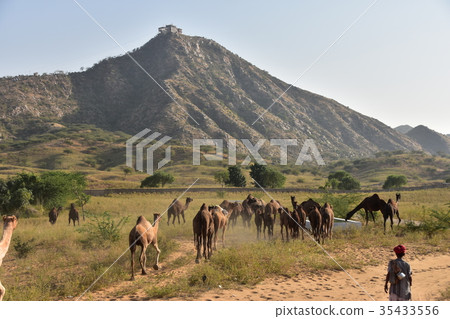 India Pushkar's Camel Festival Hindu temple on the summit with herd and camel flock moving sand dunes India Pushkar's Camel Festival Hindu temple on the summit with herd and camel flock moving sand dunes 35433556