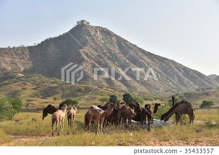 Indian Pushkar camel festival Herd of camels drinking water in sand dune watering place 35433557