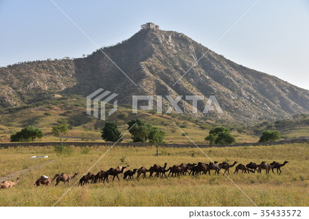 印度Pushkar駱駝節駱駝移動沙丘的群 印度Pushkar駱駝節駱駝移動沙丘的群 35433572